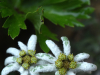 설악(雪嶽)을 뚫고 피어난 생, 산솜다리